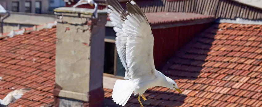 Residential Chimney Animal Removal Solution in Aurora, IL